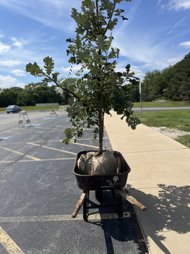 a young tree sits in a wheelbarrow in the parking lot ready for planting. it is encased in a sack within the wheelbarrow and has a fair amount of green leaves despite its youth.